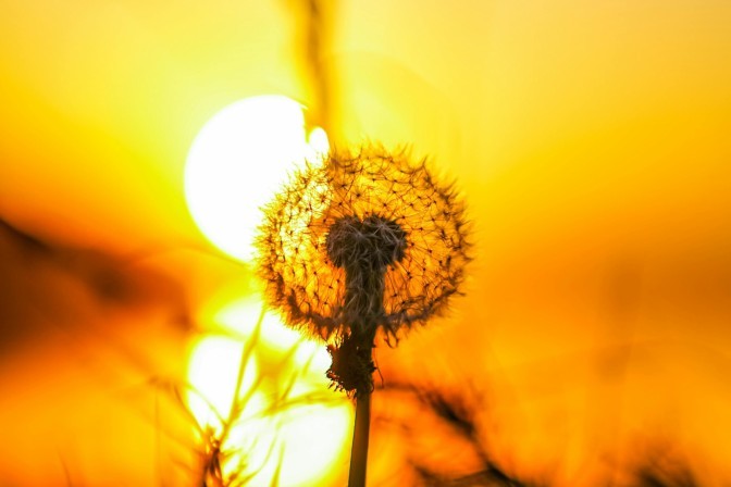 pexels_qaarif_11710956.jpg